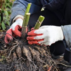 Dahlia-Tubers