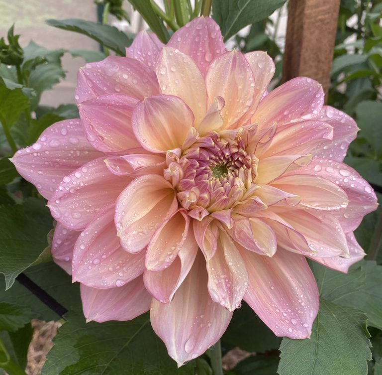 Kotara Koala Hill Flower Farm