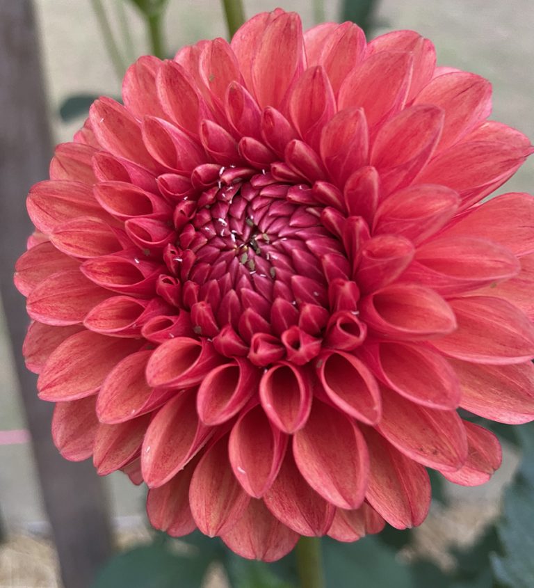 Oranges & Lemons Koala Hill Flower Farm