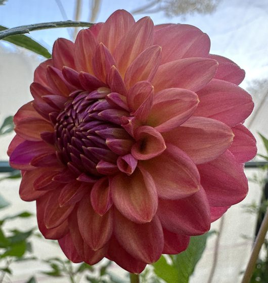 Sunny Rose Dahlia Flower