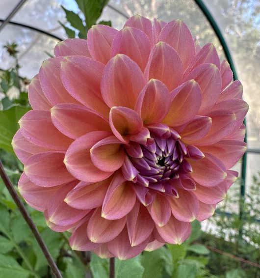 Sunny Rose Dahlia Flower