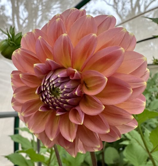 Sunny Rose Dahlia Flower