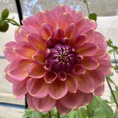 Sunny Rose Dahlia Flower