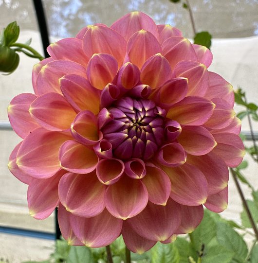 Sunny Rose Dahlia Flower