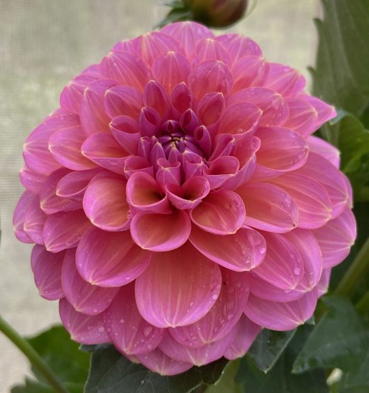 Sunny Rose Dahlia Flower