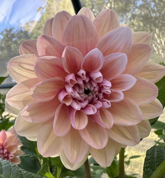 Tropical dream Dahlia Flower