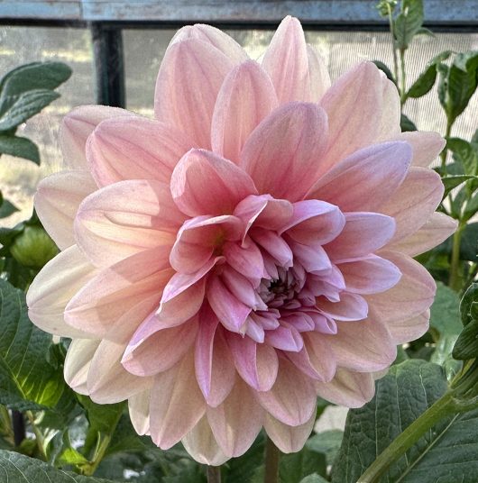 Tropical dream Dahlia Flower