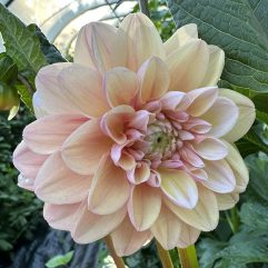 Tropical dream Dahlia Flower