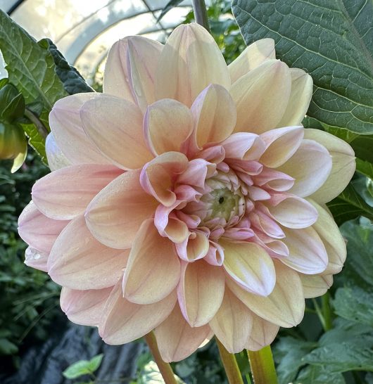 Tropical dream Dahlia Flower