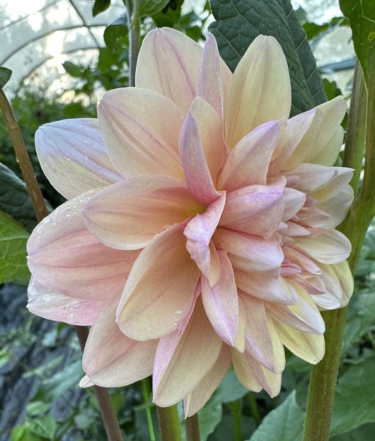 Tropical dream Dahlia Flower