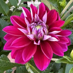 W1 Dahlia Flower