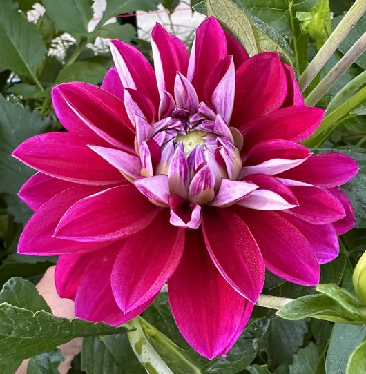 W1 Dahlia Flower