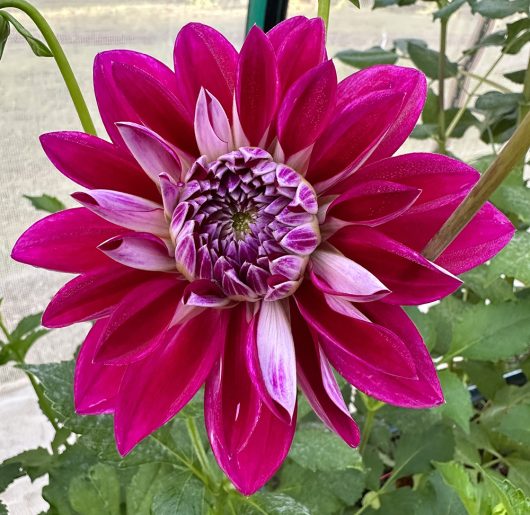 W1 Dahlia Flower