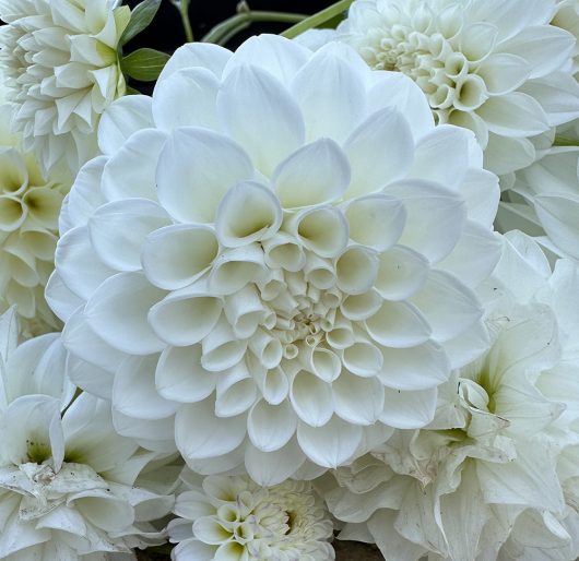 White Lace Dahlia Flower