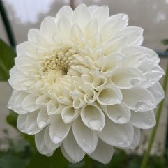 White Lace Dahlia Flower