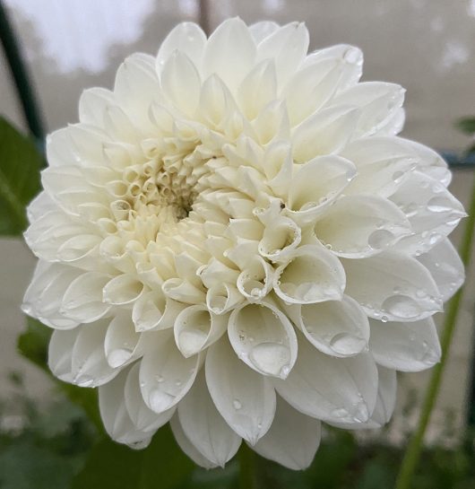 White Lace Dahlia Flower