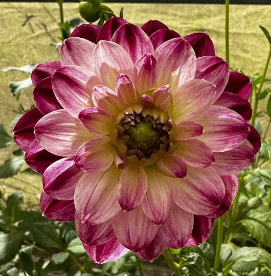 Wine & Roses Dahlia Flower