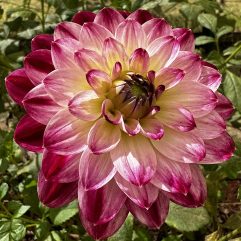 Wine & Roses Dahlia Flower