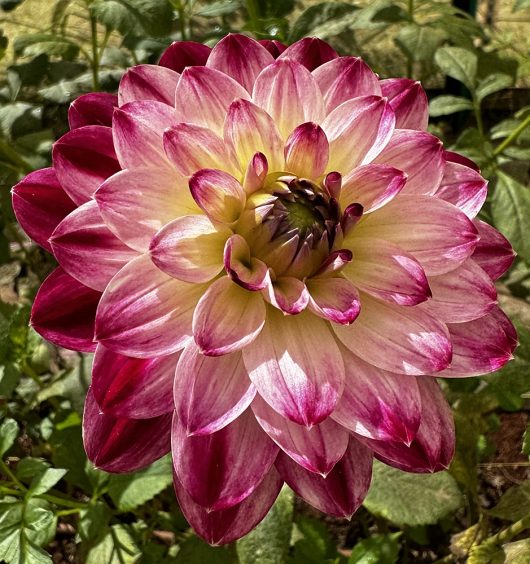 Wine & Roses Dahlia Flower