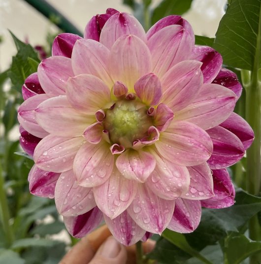 Wine & Roses Dahlia Flower