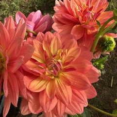 African Sunset Dahlia Flower