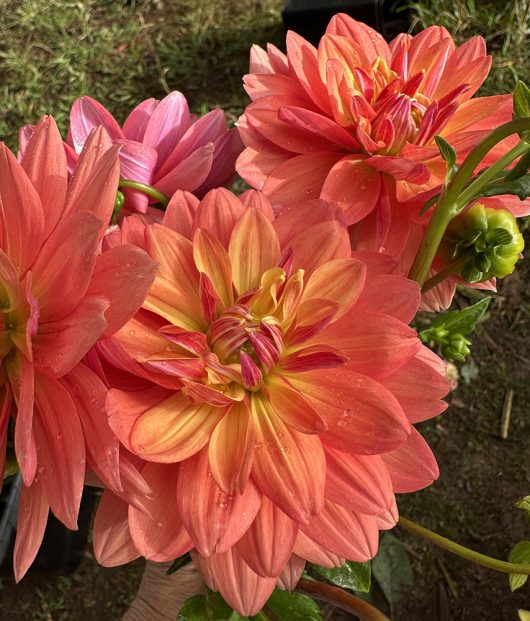 African Sunset Dahlia Flower