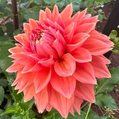 Aitara Laverne Dahlia Flower