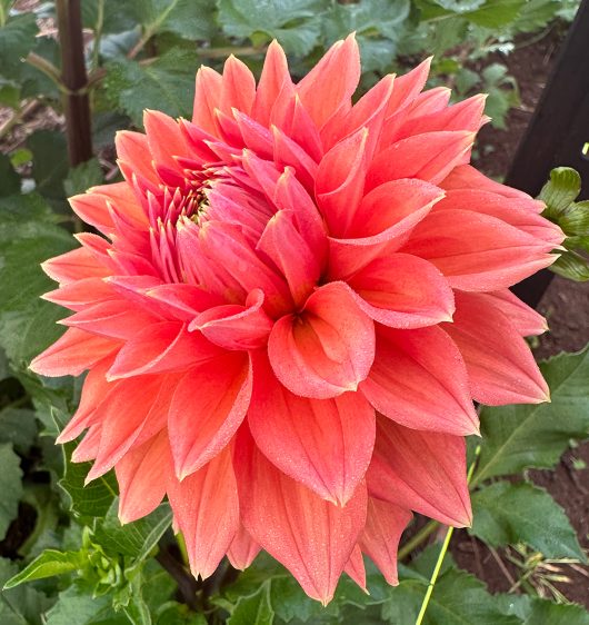 Aitara Laverne Dahlia Flower