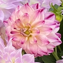 Atlantic Jewells Dahlia Flower