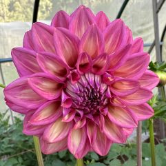 Belle Juliette Dahlia Flower