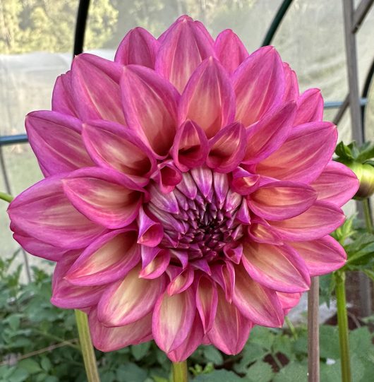 Belle Juliette Dahlia Flower