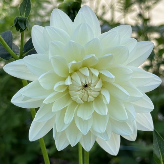 Cameo Dahlia Flower