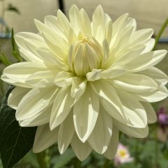 Cameo Dahlia Flower