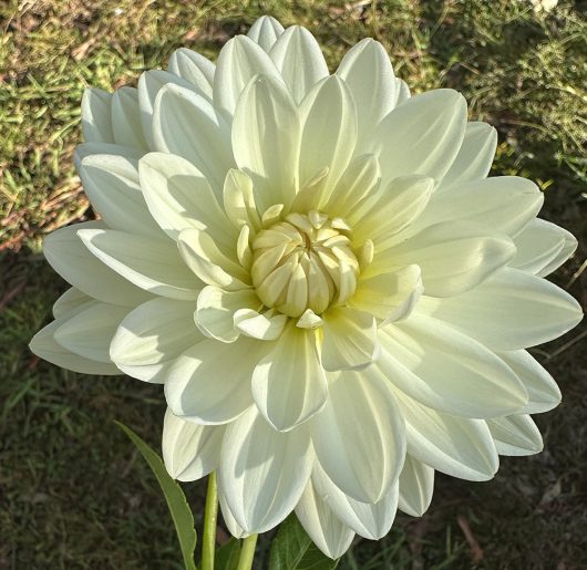 Cameo Dahlia Flower