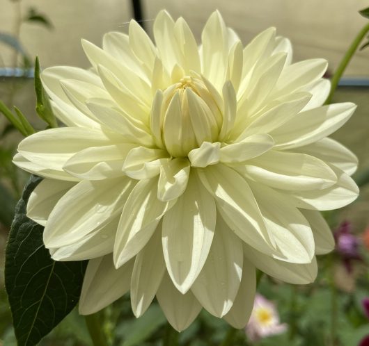 Cameo Dahlia Flower