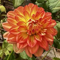 Croles Dahlia Flower