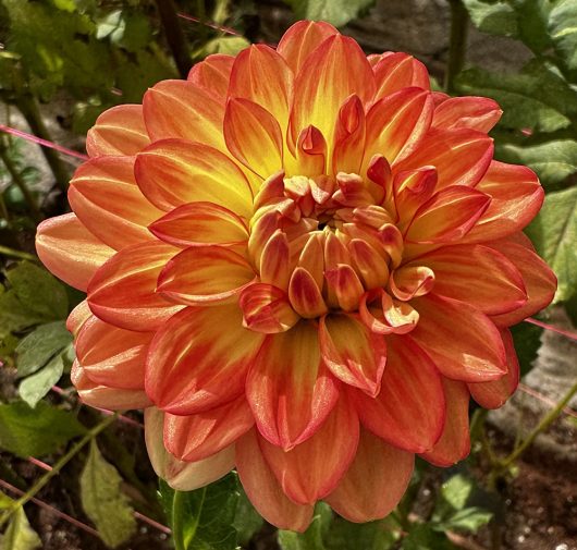 Croles Dahlia Flower