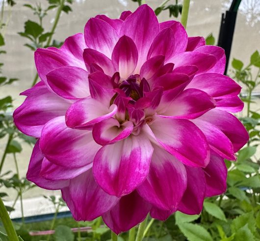 Gambier Jane Dahlia Flower