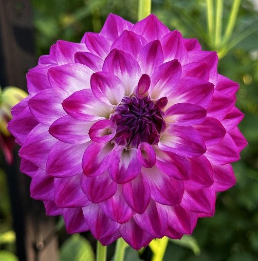 Gambier Jane Dahlia Flower