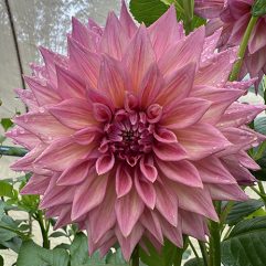 Glenmarc Kim Dahlia Flower