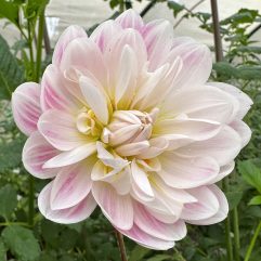 Kelgai Anne Dahlia Flower