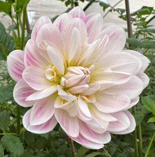 Kelgai Anne Dahlia Flower