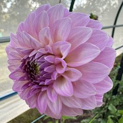 Kenora Tonya Dahlia Flower