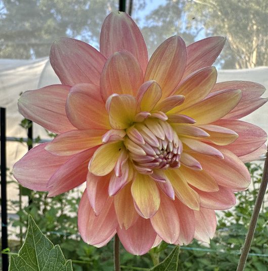 Laines Joy Dahlia Flower