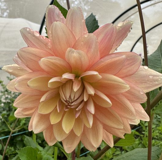 Laines Joy Dahlia Flower