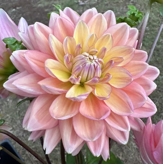 Laines Joy Dahlia Flower