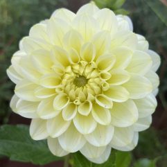 Lime glow Dahlia Flower