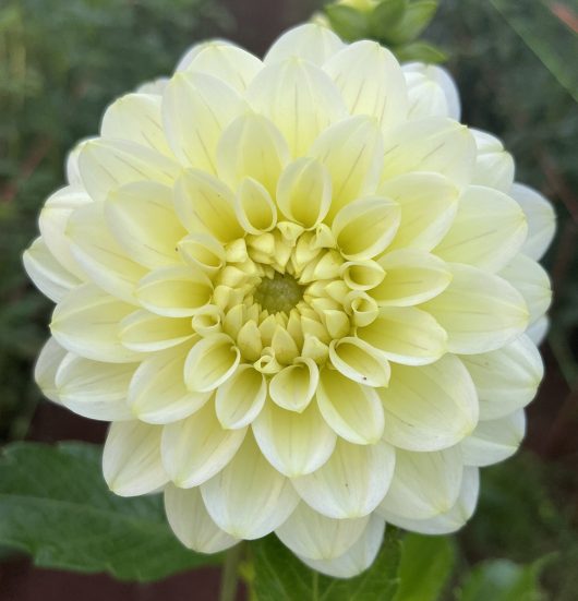 Lime glow Dahlia Flower