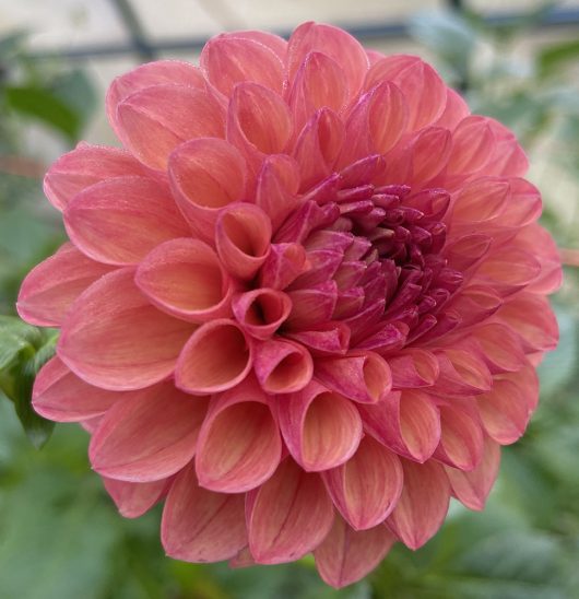 Moray Ashley Dahlia Flower