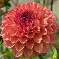 Moray Ashley Dahlia Flower